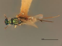 Eupelmus popa by the Smithsonian. Used under a CC0 license.