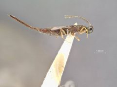 Eusandalum acmaeoderae by the Smithsonian. Used under a CC0 license.
