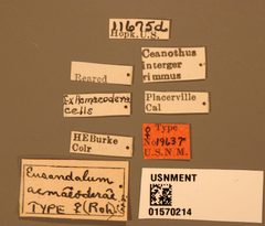 Eusandalum acmaeoderae by the Smithsonian. Used under a CC0 license.