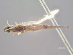 Eusandalum acmaeoderae by the Smithsonian. Used under a CC0 license.