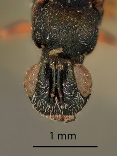 Eusandalum obscurum by the Smithsonian. Used under a CC0 license.