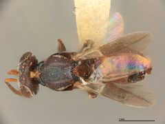 Lecaniobius utilis by the Smithsonian. Used under a CC0 license.