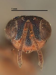 Lecaniobius utilis by the Smithsonian. Used under a CC0 license.