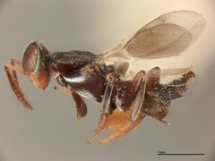Lecaniobius utilis by the Smithsonian. Used under a CC0 license.