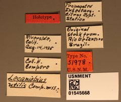 Lecaniobius utilis by the Smithsonian. Used under a CC0 license.