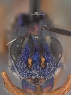 Phlebopenes hetricki by the Smithsonian. Used under a CC0 license.