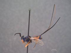 Phlebopenes hetricki by the Smithsonian. Used under a CC0 license.