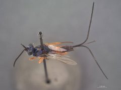 Phlebopenes hetricki by the Smithsonian. Used under a CC0 license.