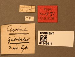 Axima zabriskiei by the Smithsonian. Used under a CC0 license.