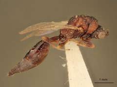 Axima zabriskiei by the Smithsonian. Used under a CC0 license.