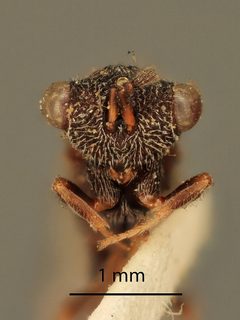 Axima zabriskiei by the Smithsonian. Used under a CC0 license.