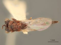 Axima zabriskiei by the Smithsonian. Used under a CC0 license.