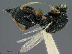 Bruchophagus herrerae by the Smithsonian. Used under a CC0 license.