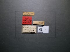 Bruchophagus herrerae by the Smithsonian. Used under a CC0 license.