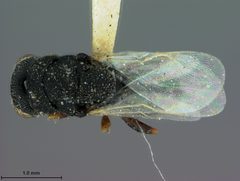 Bruchophagus herrerae by the Smithsonian. Used under a CC0 license.
