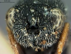 Bruchophagus herrerae by the Smithsonian. Used under a CC0 license.