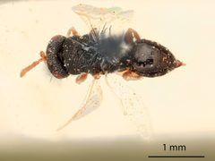 Bruchophagus mellipes by the Smithsonian. Used under a CC0 license.