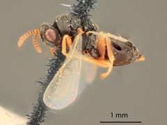 Bruchophagus mellipes by the Smithsonian. Used under a CC0 license.