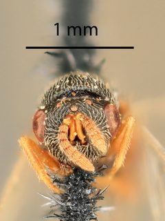 Bruchophagus mellipes by the Smithsonian. Used under a CC0 license.