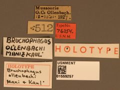 Bruchophagus ollenbachi by the Smithsonian. Used under a CC0 license.