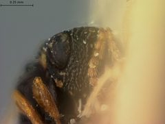 Eurytoma binotata by the Smithsonian. Used under a CC0 license.