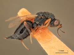 Eurytoma discordans by the Smithsonian. Used under a CC0 license.
