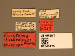 Eurytoma discordans by the Smithsonian. Used under a CC0 license.