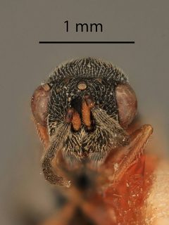 Eurytoma discordans by the Smithsonian. Used under a CC0 license.