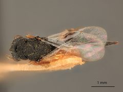 Eurytoma discordans by the Smithsonian. Used under a CC0 license.