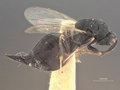 Eurytoma gigantea by the Smithsonian. Used under a CC0 license.