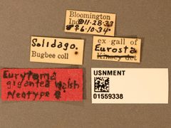Eurytoma gigantea by the Smithsonian. Used under a CC0 license.