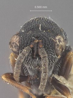 Eurytoma gigantea by the Smithsonian. Used under a CC0 license.