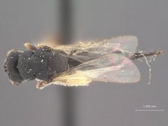 Eurytoma gigantea by the Smithsonian. Used under a CC0 license.
