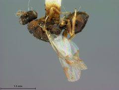Eurytoma hakonensis by the Smithsonian. Used under a CC0 license.