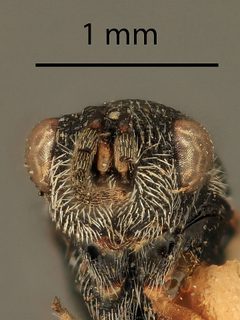 Eurytoma lata by the Smithsonian. Used under a CC0 license.
