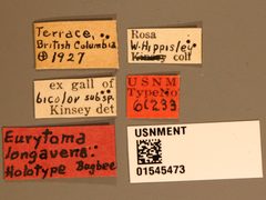 Eurytoma longavena by the Smithsonian. Used under a CC0 license.