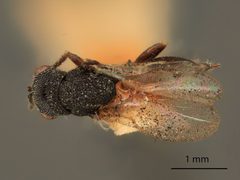 Eurytoma longavena by the Smithsonian. Used under a CC0 license.