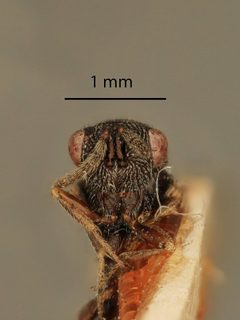 Eurytoma longavena by the Smithsonian. Used under a CC0 license.