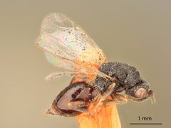 Eurytoma longavena by the Smithsonian. Used under a CC0 license.