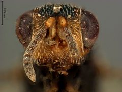 Eurytoma lycti by the Smithsonian. Used under a CC0 license.