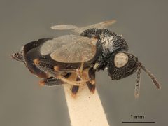 Eurytoma obtusiventris by the Smithsonian. Used under a CC0 license.