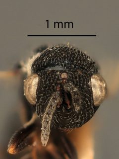 Eurytoma obtusiventris by the Smithsonian. Used under a CC0 license.