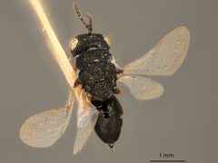 Eurytoma obtusiventris by the Smithsonian. Used under a CC0 license.