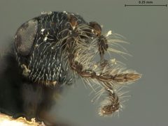 Eurytoma tomici by the Smithsonian. Used under a CC0 license.