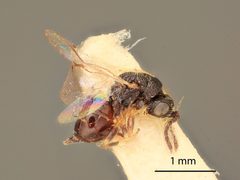 Eurytoma vadosa by the Smithsonian. Used under a CC0 license.
