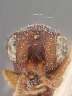 Heimbra pallida by the Smithsonian. Used under a CC0 license.