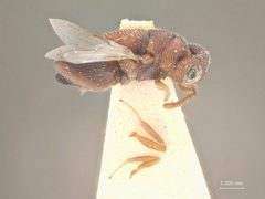 Heimbra pallida by the Smithsonian. Used under a CC0 license.
