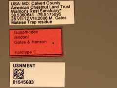 Isosomodes landoni by the Smithsonian. Used under a CC0 license.