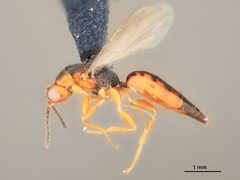 Isosomodes parkeri by the Smithsonian. Used under a CC0 license.