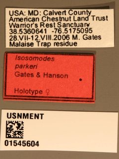 Isosomodes parkeri by the Smithsonian. Used under a CC0 license.